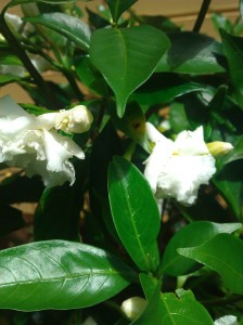 Snowy fragrant flowers of the ervatamia or moonbeam plant