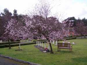 Pink peace surrounds graves at Bordon Military cemetery, Hampshire