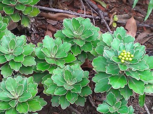Unidentified ground cover plant,  but not for sharing