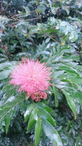 Raindrops on pink calliandra 